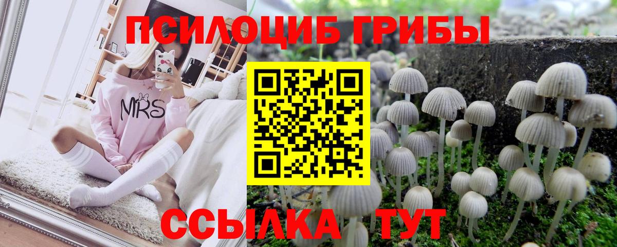 Псилоцибиновые грибы Psilocybe Киров